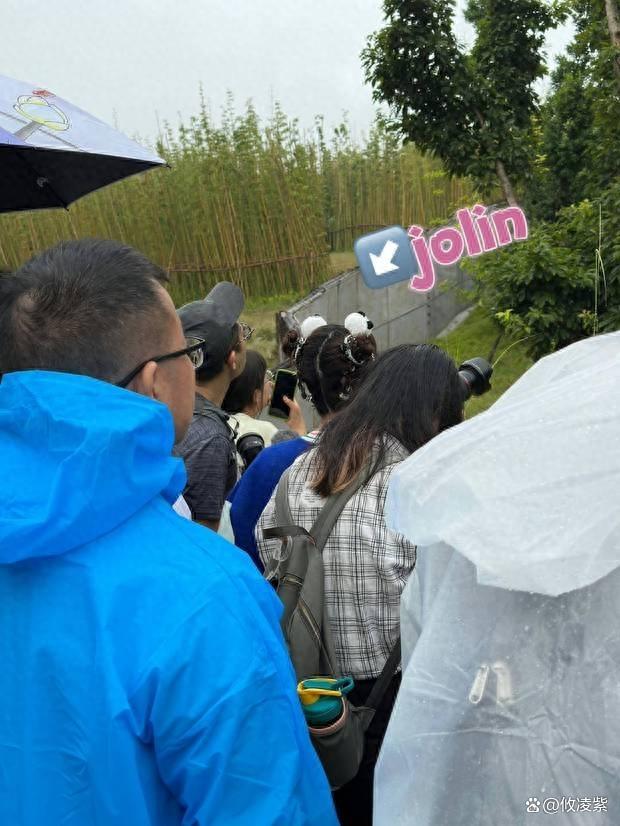 蔡依林打卡四川熊猫基地 戴着熊猫看熊猫笑得合不拢嘴