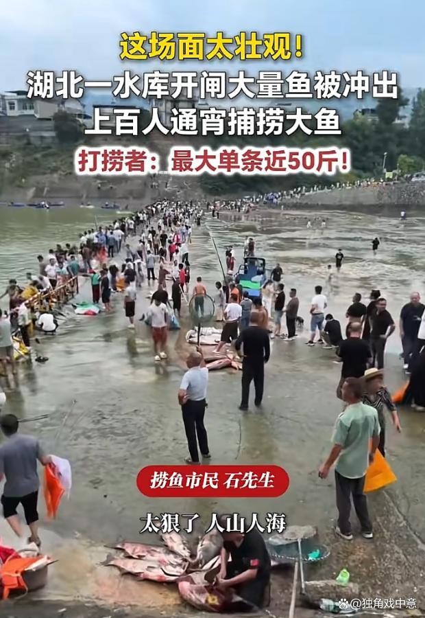 水库泄洪大量民众在河里抓鱼，抓到的鱼成堆放在岸边！天降横财藏隐患