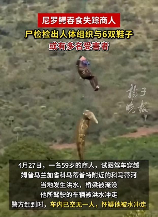 南非失踪商人疑被鳄鱼吞食 巨型鳄鱼腹中发现遗骸
