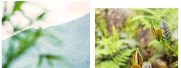 春笋香椿轮番上阵，茶香四溢唤醒味蕾，安溪人的春天真的藏不住！