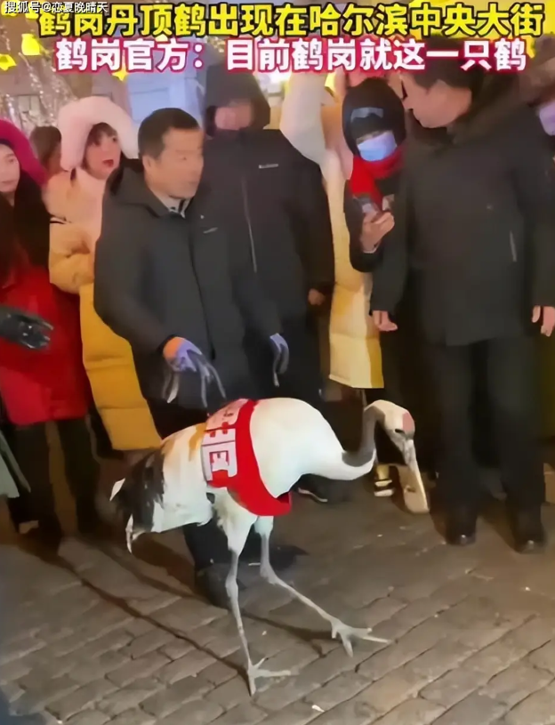 鹤岗丹顶鹤出现在哈尔滨中央大街