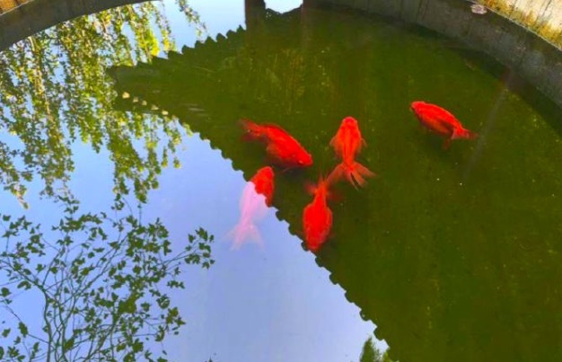 接好运！ 北京公园里发光锦鲤来了 