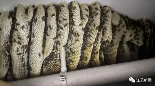 男子忘关车窗车内惊现蜂巢 蜜蜂十分钟快速筑巢