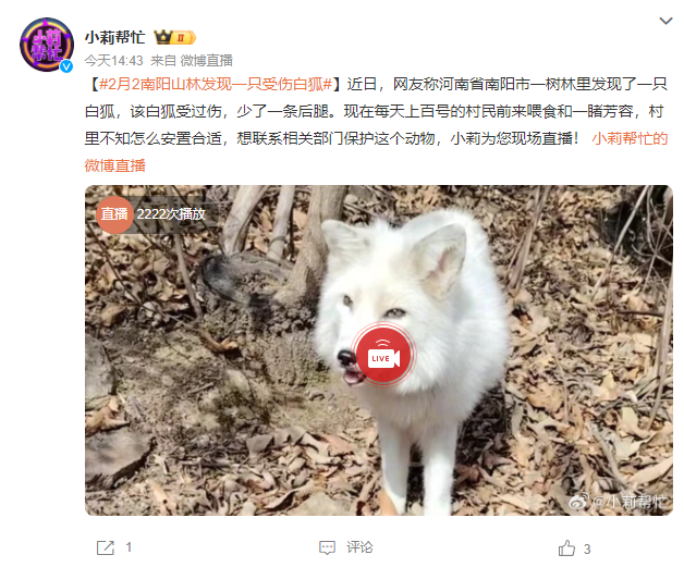 二月二河南南阳发现野生白狐