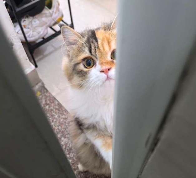小猫吐了一颗小乳牙