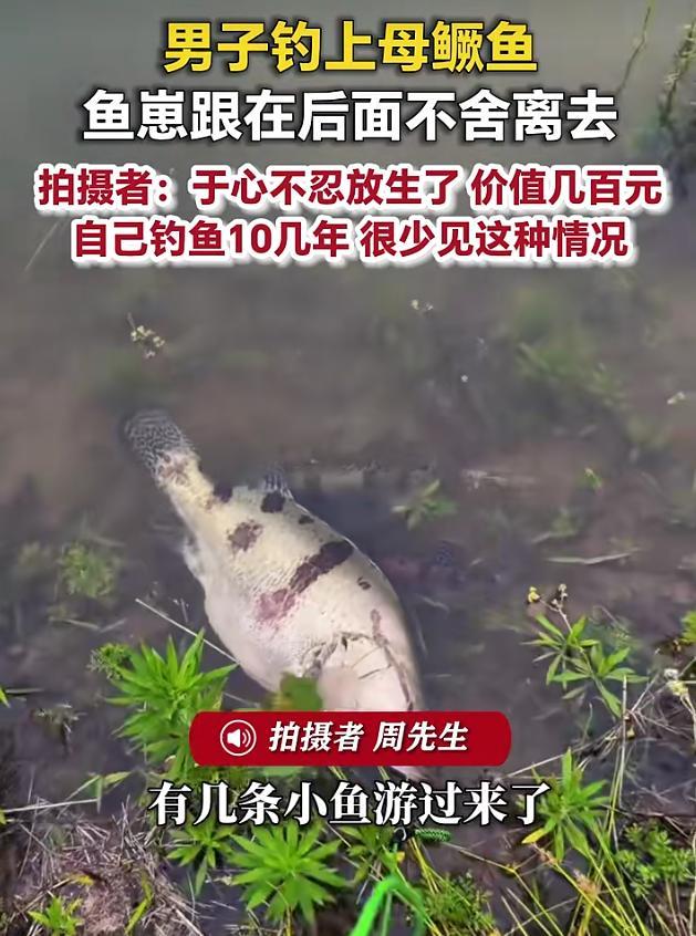 男子钓上母鳜鱼 鱼崽跟后面不舍离去