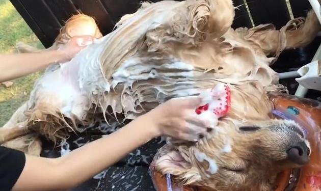 金毛享受主人洗脚服务安静配合 一脸享受！