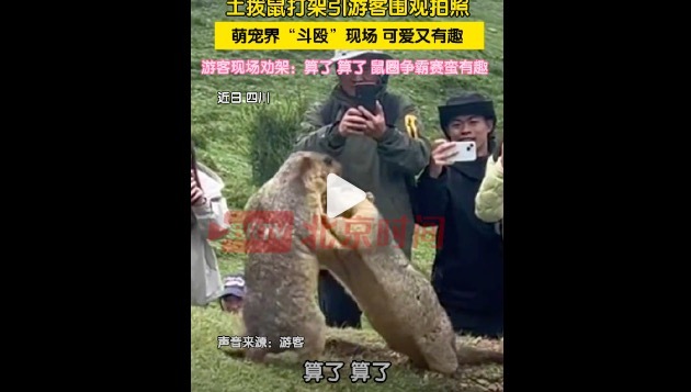 土拨鼠打架名场面太可爱了 