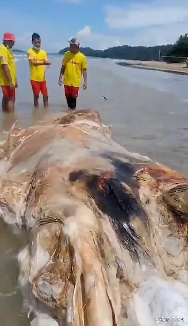 马来西亚海滩现巨大动物尸体：形似外星生物，令人惊悚