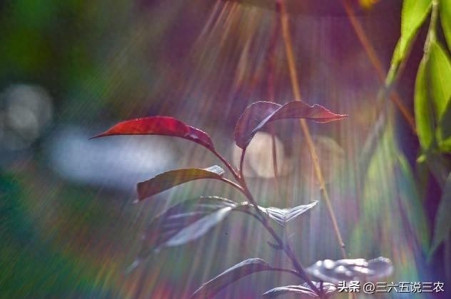 “不怕中伏一日晴，就怕中伏一日陰”，有啥說法？