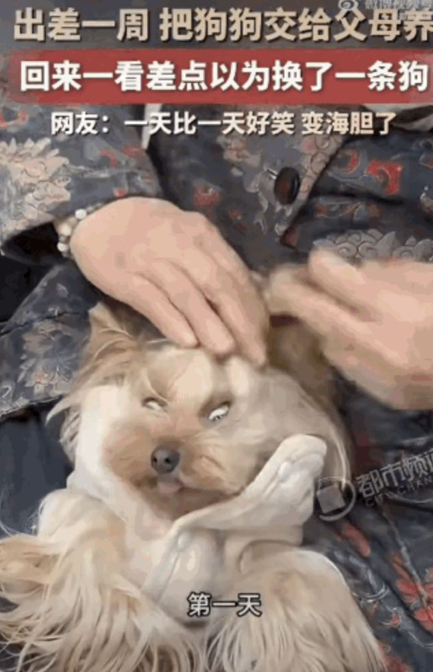精致小狗放爸妈家一周大变样 从名媛到海胆