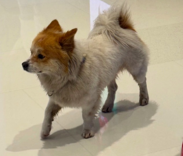 在万象城遇到一只一直在找主人的狗