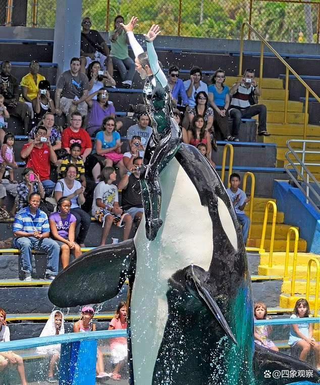 虎鲸洛丽塔被圈养后去世 它刚退休几个月原本计划将它放归太平洋