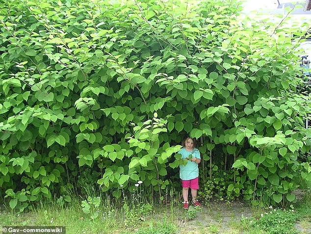 一种日本植物入侵美国本土后，当地房价暴跌，然而它在中国却是一道美味？！ 虎杖的双面人生
