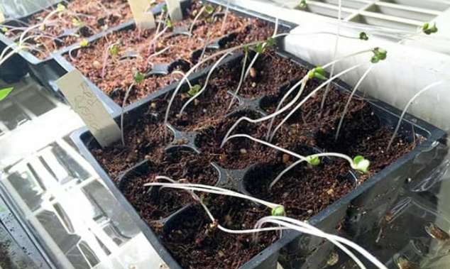 大晚上的，为什么不让火龙果睡觉？