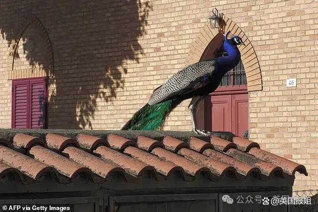 孔雀占领意大利小镇