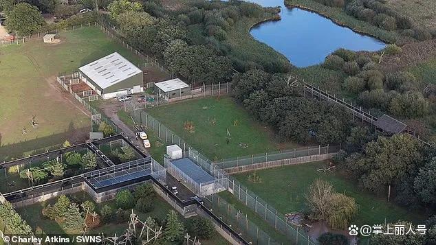 英国一男子闯入动物园虎区遇袭身亡 悲剧引发安全警示