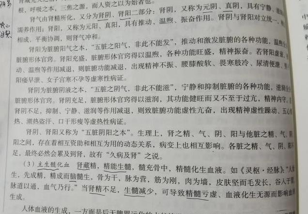 中医基础—肾系统