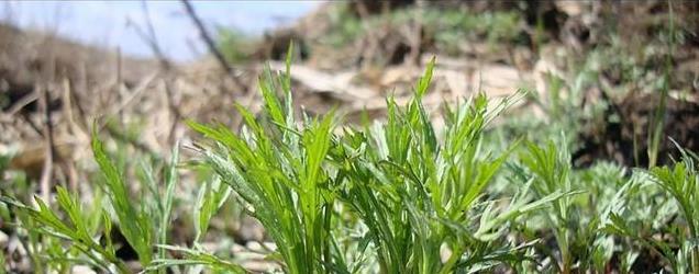 东北野菜大揭秘！这些鲜香野菜你知道多少？快来看看经典做法！