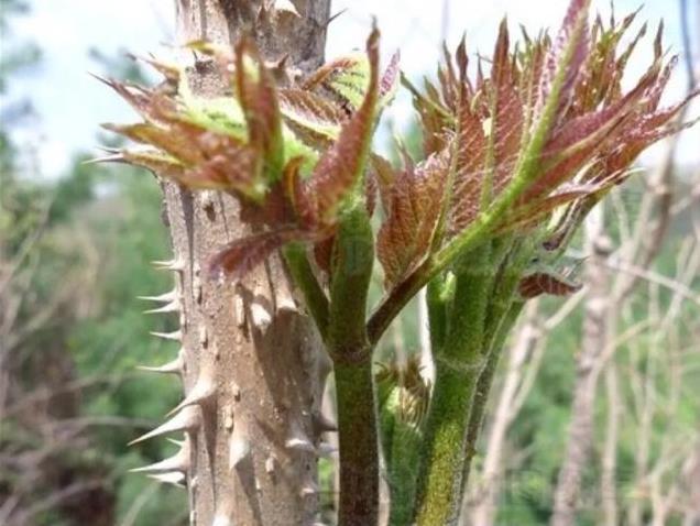 东北野菜大揭秘！这些鲜香野菜你知道多少？快来看看经典做法！