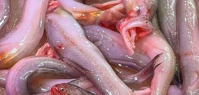 春天吃鱼正当时！这5种鱼营养丰富，口感鲜美，错过就要等明年！