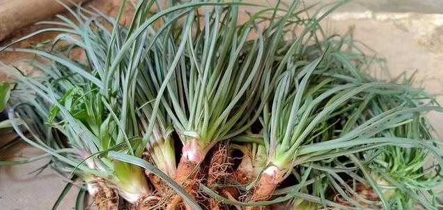 这野菜全身是宝，农村田间随处可见，春天包饺子真香，错过可惜！