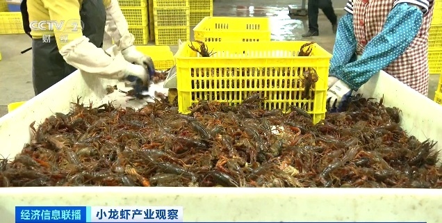 小龍蝦價(jià)格腰斬還會(huì)再降 旺季銷量激增