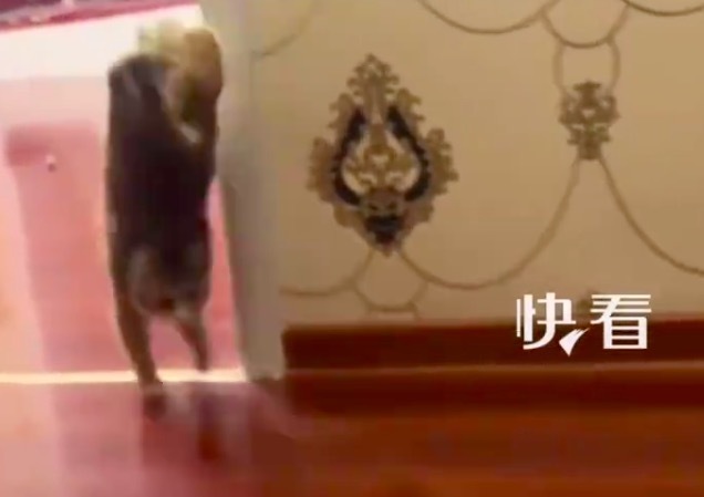 先天残疾的流浪猫被好心人收养，坚强的它学会了倒立行走