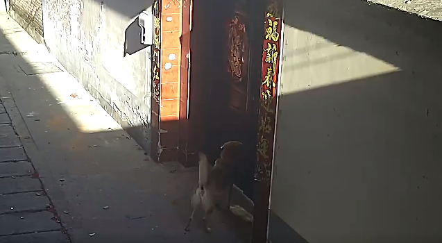 狗狗走失一个月回家狂撞门