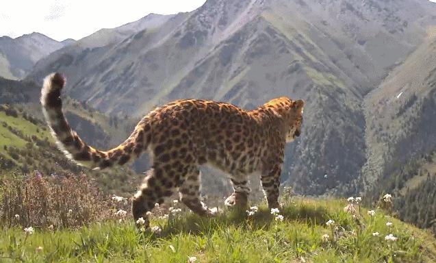 四川野生雪豹金钱豹珍贵画面来了