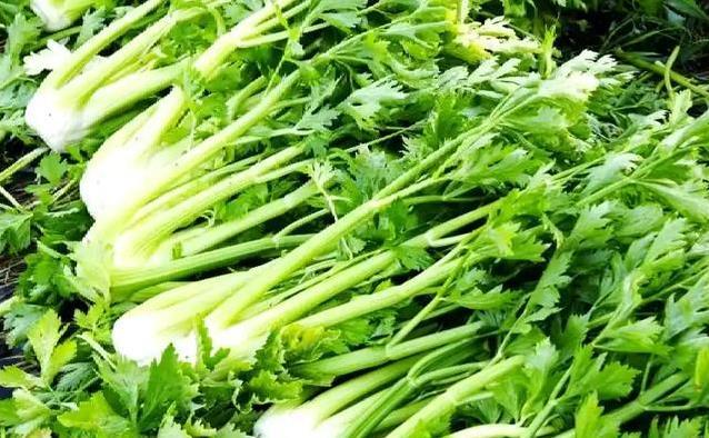 大妈顿顿吃芹菜想清胆，医生却摇头，这3种菜吃多结石更糟？