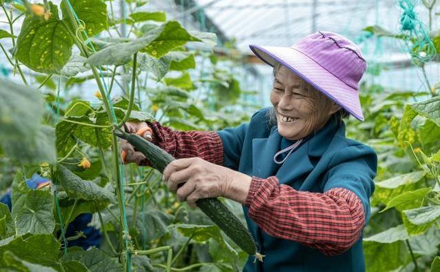 黄瓜搭错食物胃遭罪？3种常见搭配，肠道直接“喊疼”