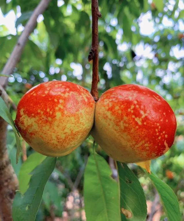 夏天桃子大量上市，吃它稳血糖不发胖，你选对品种了吗？