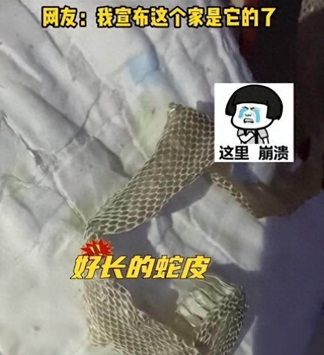 男子回家看到床上有蛇皮 网友：我宣布这个家是它的了