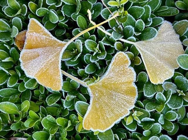 百年一遇“晚重阳”上线！这些玄机你知道吗？