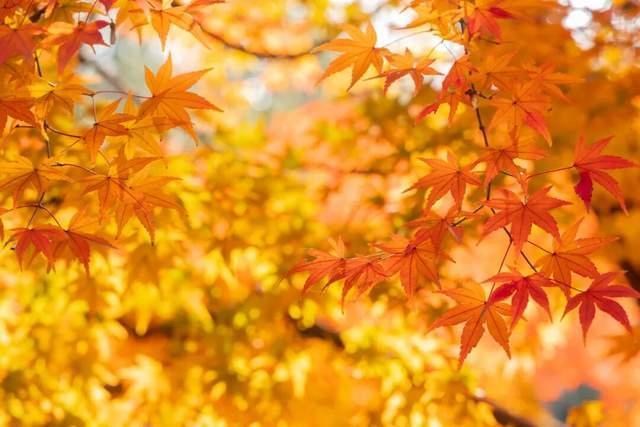 百年一遇“晚重阳”上线！这些玄机你知道吗？