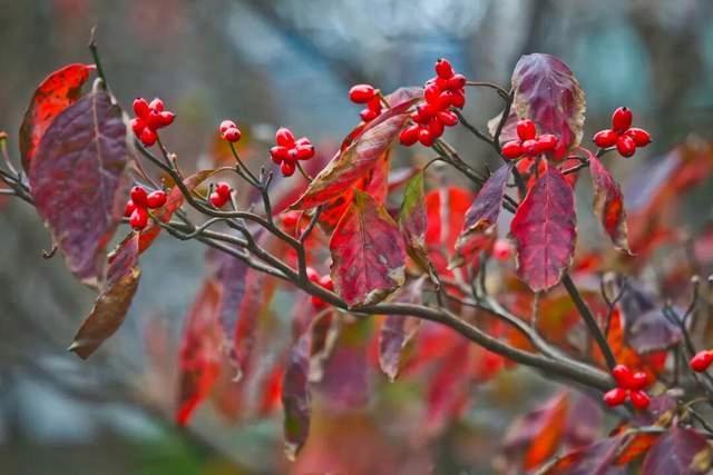 百年一遇“晚重阳”上线！这些玄机你知道吗？