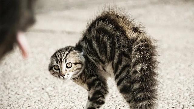 原来猫是通过尾巴表达心情：尾巴剧烈摇就是生气哦