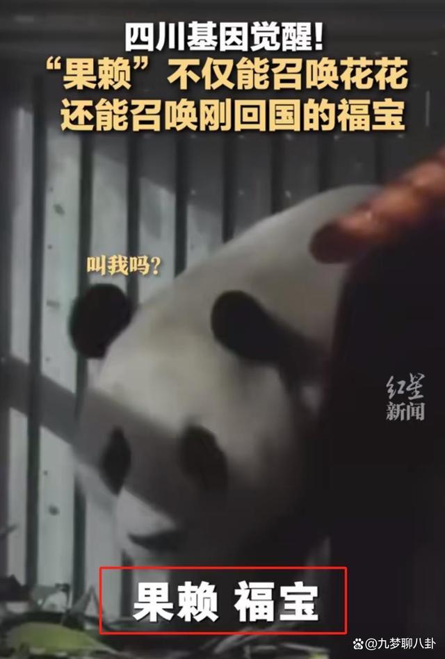 福寶四川基因覺醒！"果賴"是川渝寶寶們的神奇召喚術