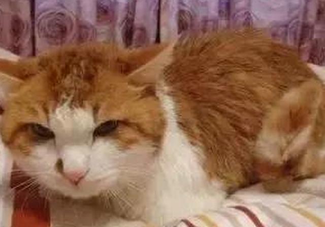 杭州女子：洗澡后猫对我做出埋屎动作 猫咪的特殊表达方式