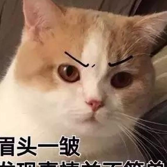 杭州女子：洗澡后猫对我做出埋屎动作