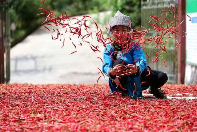 从600人缩减至48人?老干妈用AI挑辣椒,辣到打工人