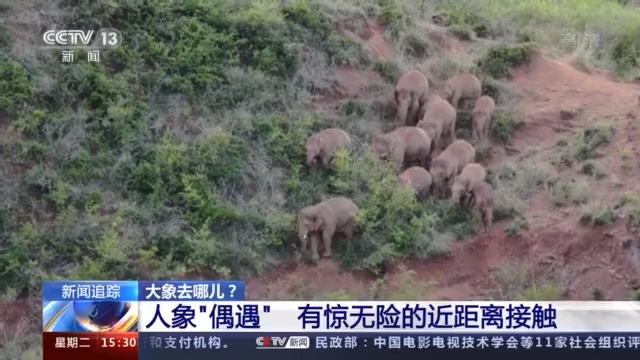 象群进入峨山县，首次监测到象宝宝吃奶珍贵画面