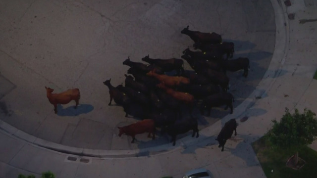 美国40头牛逃离屠宰场后横闯居民区已致多人受伤