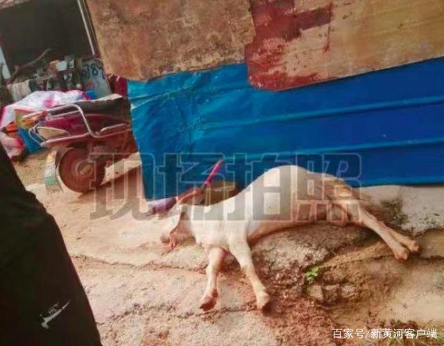 羊拱舔黄土堆后死去牵出环境污染案 非法倾倒了固体废物