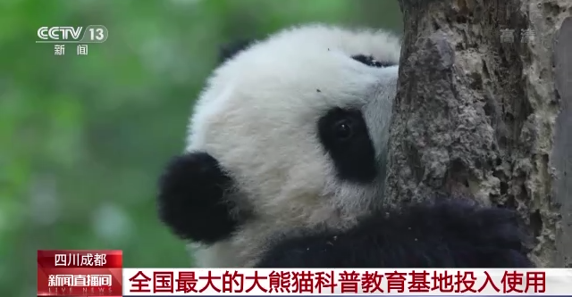 全国最大的大熊猫科普教育基地今起投入使用