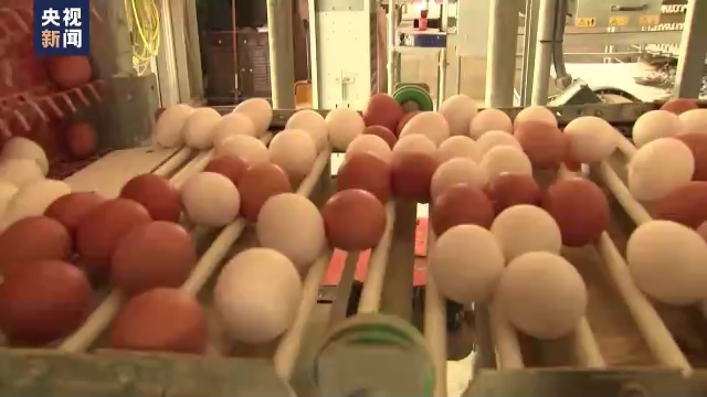 禽流感叠加通胀 美国养鸡场运营遇困