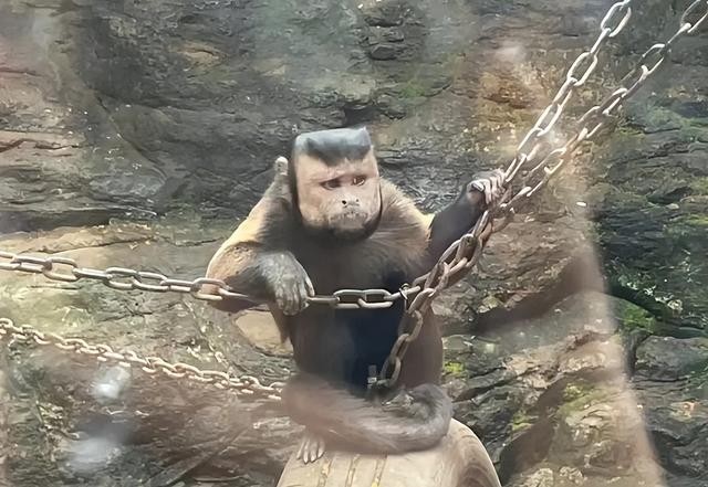 动物园一猴子长着国字脸络腮胡