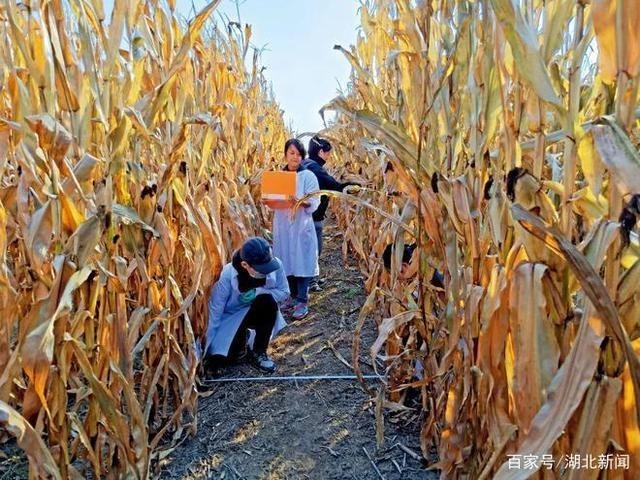 黑土地告急 事关14亿人的饭碗