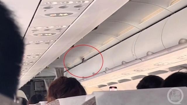 东航回应客机飞行时舱内飞出小鸟：不影响飞行安全
